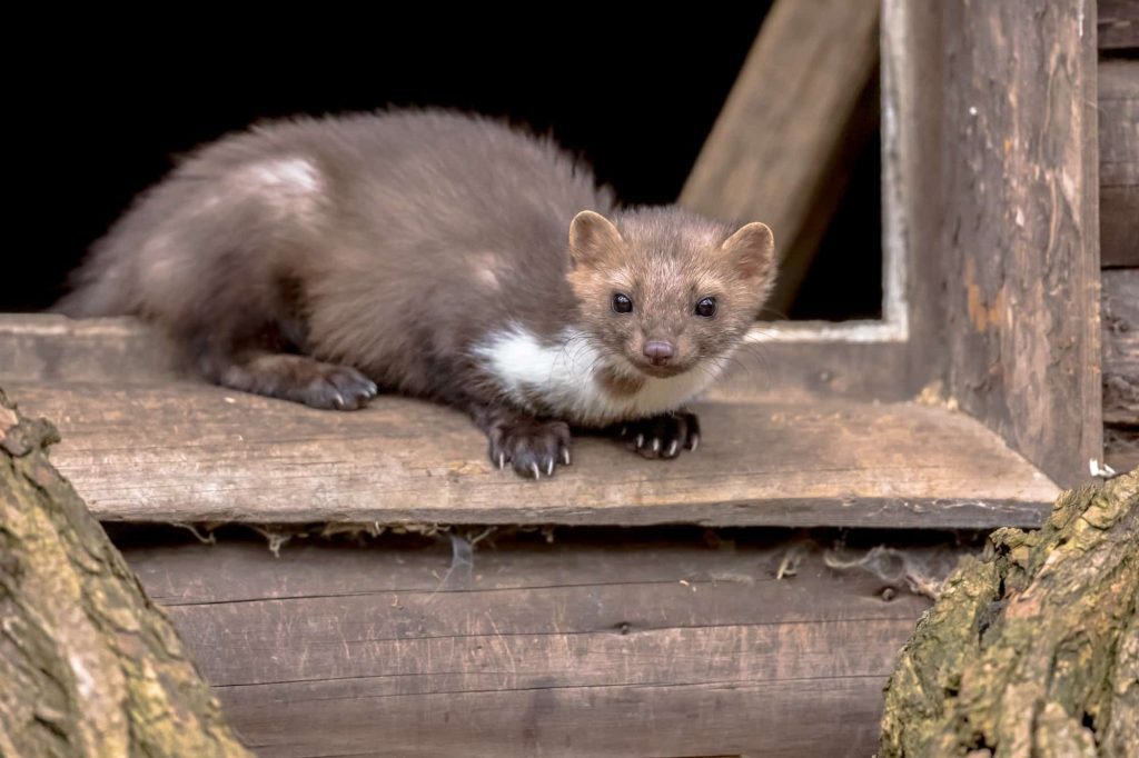 Stone marten resting in window sill